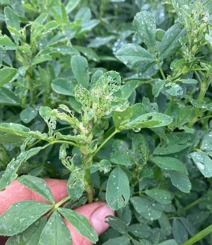 Alfalfa Harvest and Alfalfa Weevil Mangement